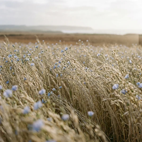 Slow-grown flax